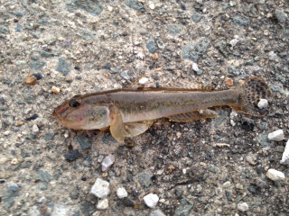 Image1172