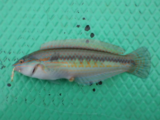 0427_kyusen