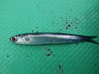 Imgp0196_2