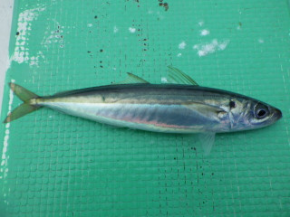 0427_kusayamoro
