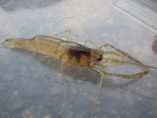 0511_tenagaebi