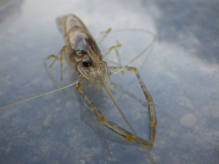 Imgp0482