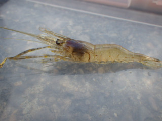 Imgp0483