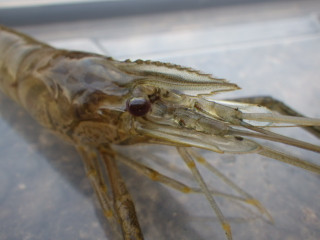 Imgp0486