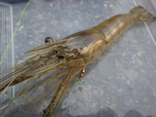 Imgp0488