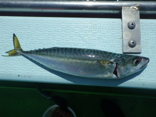 Imgp0513