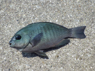 Imgp0678