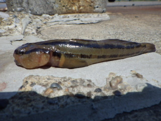 Imgp0684