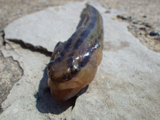 Imgp0686