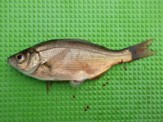 Imgp0794