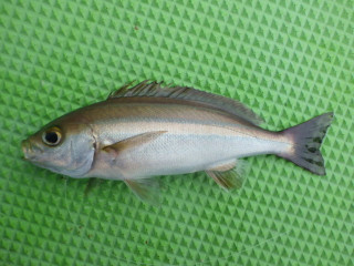 Imgp0796_2