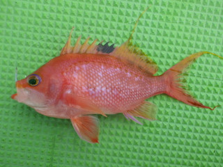 Imgp0799