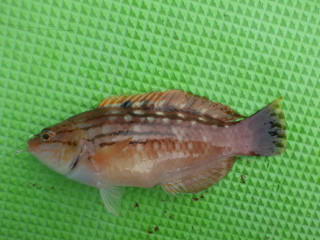 Imgp0801