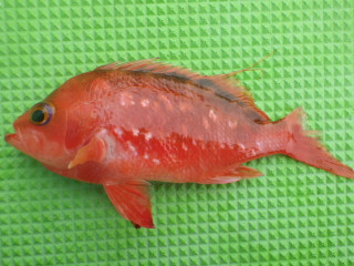 Imgp0807
