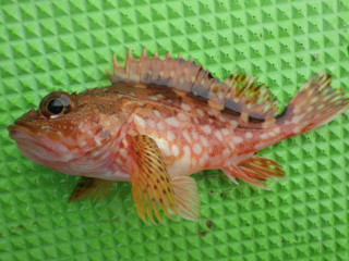 Imgp0810