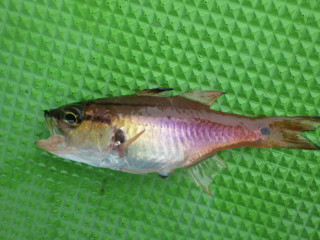 Imgp0813