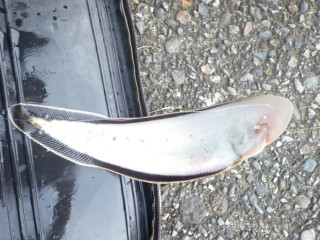 Imgp0862