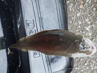 Imgp0864