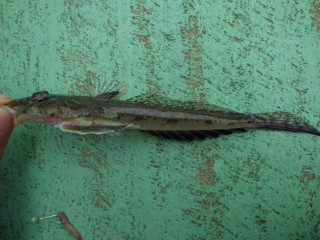 Imgp0923_2