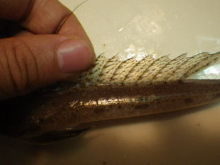 Imgp0939_2