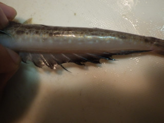 Imgp0941