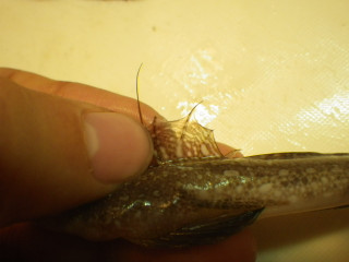 Imgp0942_2