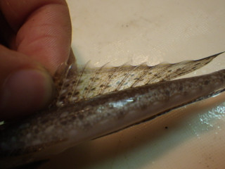 Imgp0943