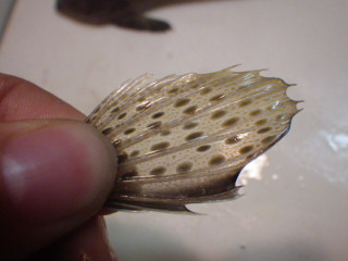Imgp0944