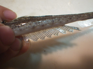Imgp0945
