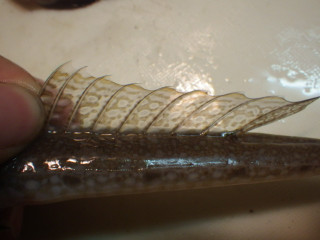 Imgp0947