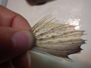 Imgp0948