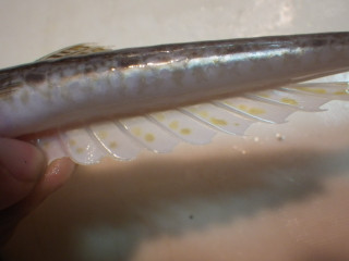 Imgp0949