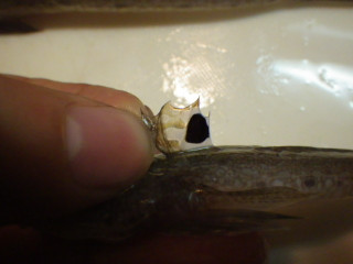 Imgp0950