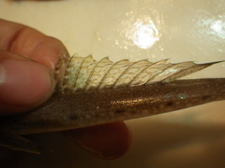 Imgp0951