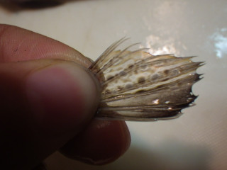Imgp0952