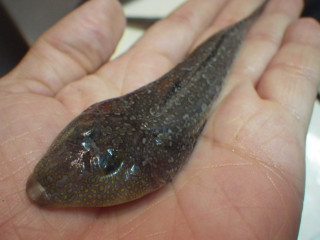 Imgp0959
