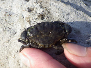 0708_ougigani