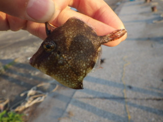 0708_amimehagi