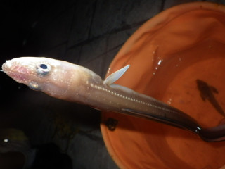Imgp1084