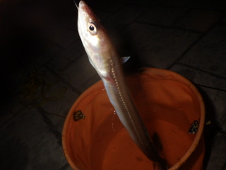 0715_maanago