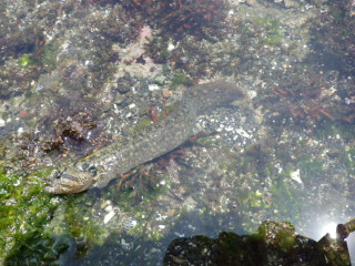 0718_dainanginpo