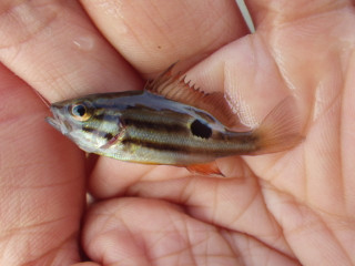 0909_kurohoshifuedai