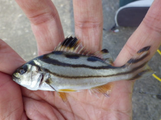 0909_kotohiki