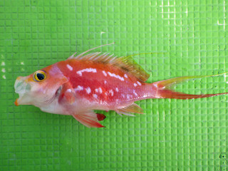 Imgp2698