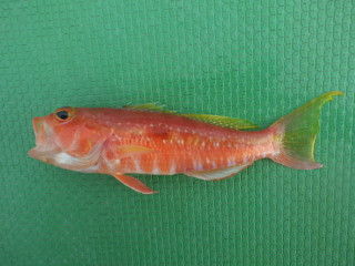 Imgp2957
