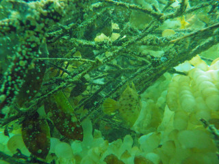 Imgp4545