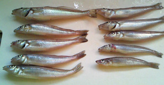 Kisu10