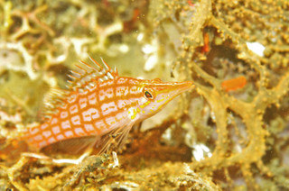 Kudagonbe