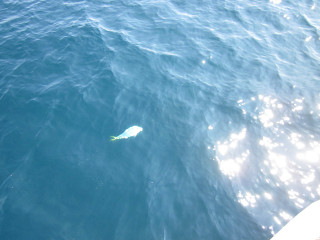 Llf091212_051