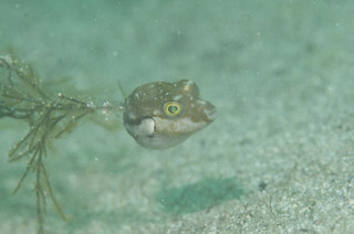 Mamemakura